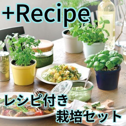 Recipe レシピ付き栽培セット GD-951