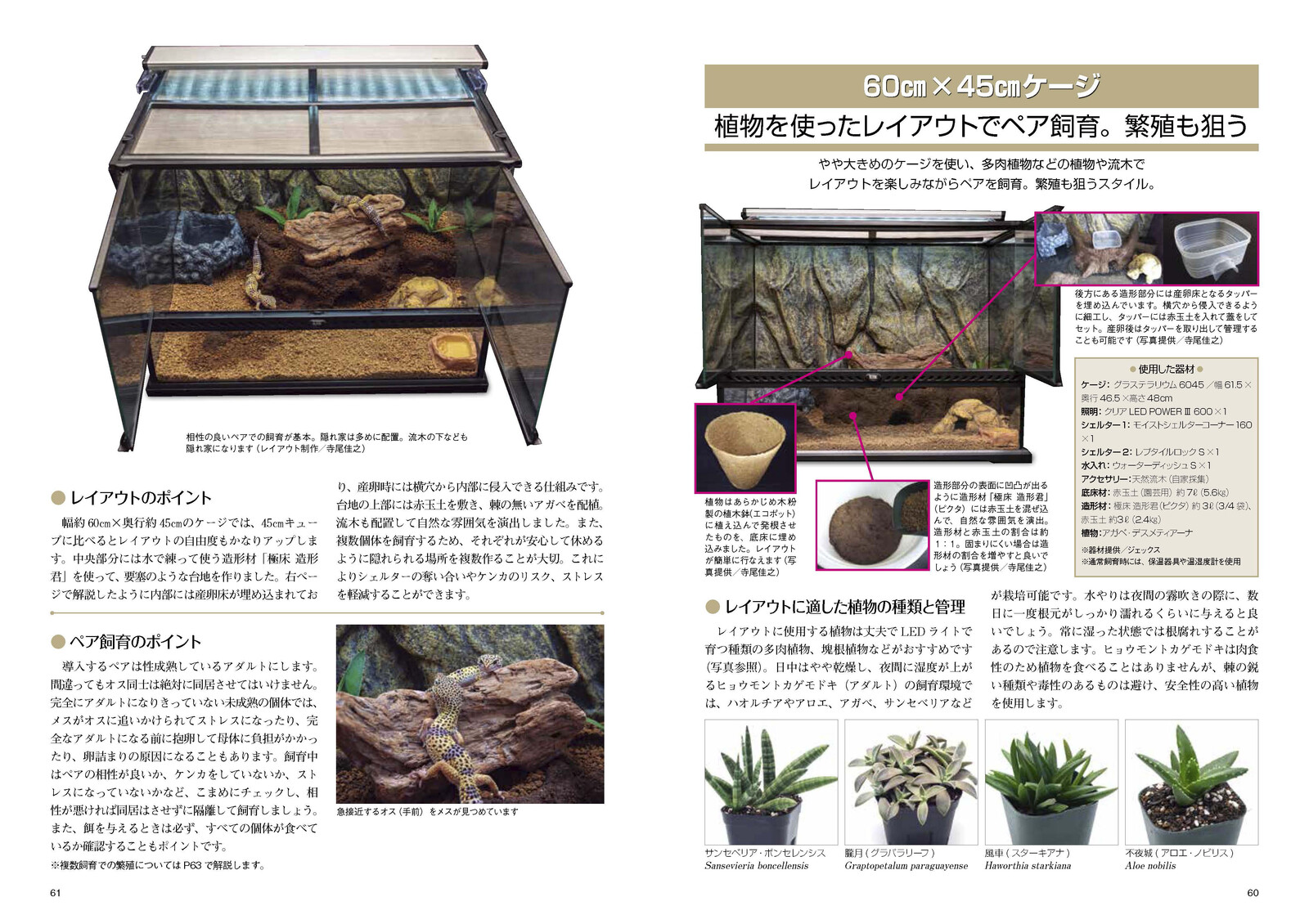 Book To Live With Leopard Gecko Import Japanese Products At Wholesale Prices Super Delivery