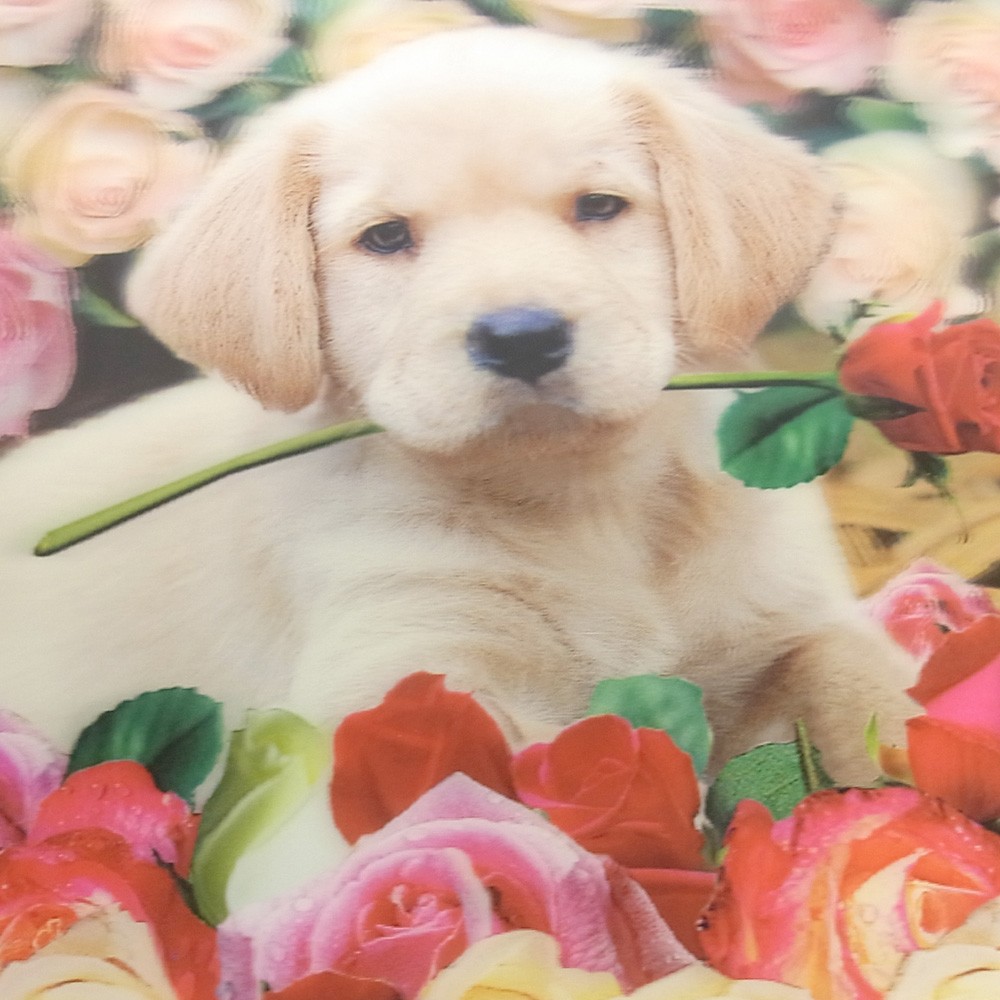 インテリア 絵が立体的に見える アニマル3dパネル 犬 猫 の商品ページ 卸 仕入れサイト スーパーデリバリー インテリア 絵が立体的に見える アニマル3dパネル 犬 猫 の商品ページ 卸 仕入れサイト スーパーデリバリー