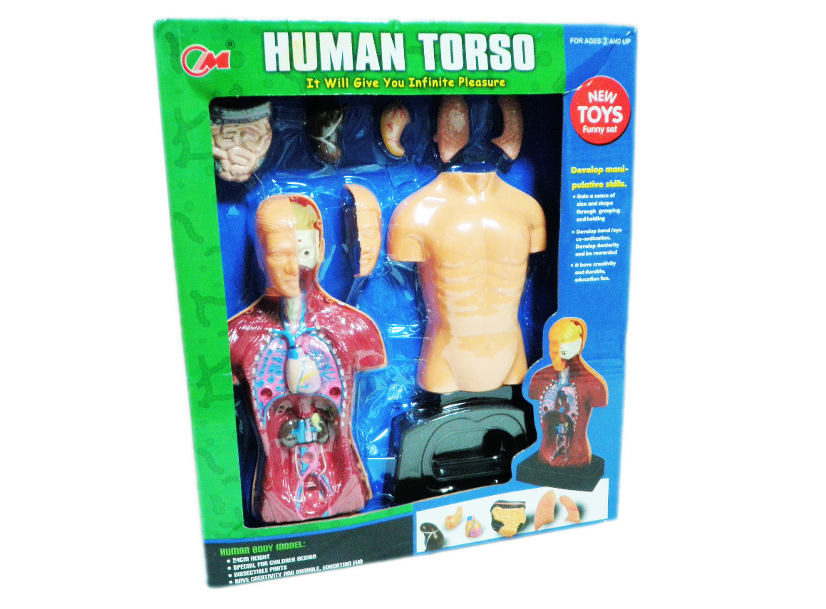 再入荷 キモっ 人体の不思議パズルゲーム 人体模型 Human Torso の商品ページ 卸 仕入れサイト スーパーデリバリー 再入荷 キモっ 人体の不思議パズルゲーム 人体模型 Human Torso の商品ページ 卸 仕入れサイト スーパーデリバリー