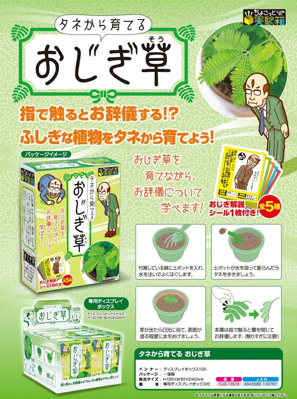 ちょこっと実験箱 栽培キット タネから育てる おじぎ草の商品ページ 卸 仕入れサイト スーパーデリバリー