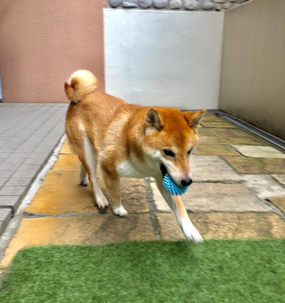 犬用ゴム製おもちゃ Tpr ボール ピンク Love Pets By Bestever 音が鳴る の商品ページ 卸 仕入れサイト スーパーデリバリー 犬用ゴム製おもちゃ Tpr ボール ピンク Love Pets By Bestever 音が鳴る の商品ページ 卸 仕入れサイト スーパーデリバリー