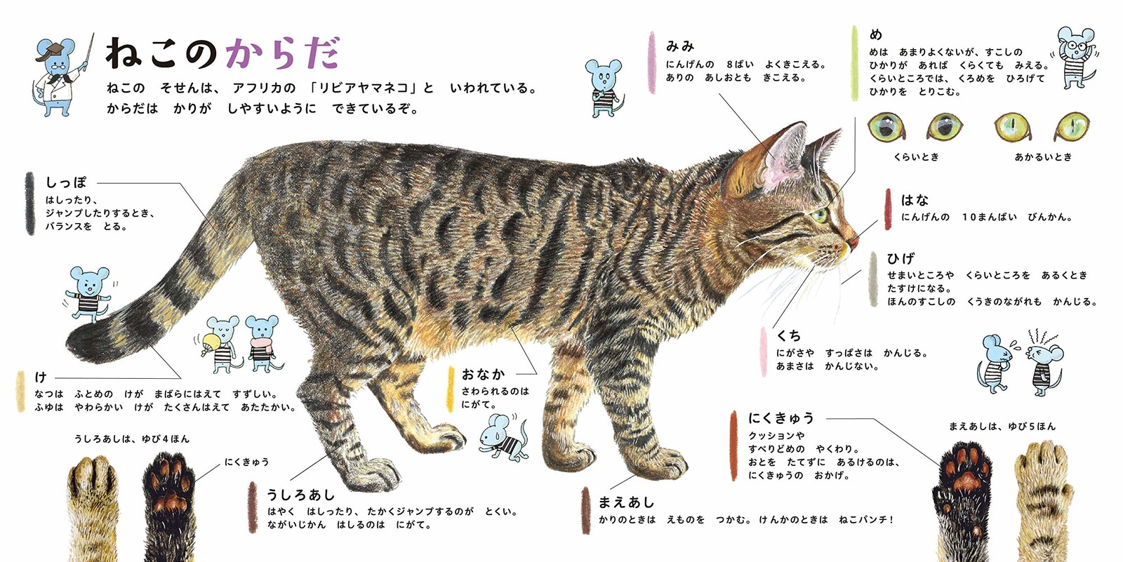 Animal Book Import Japanese Products At Wholesale Prices Super Delivery Animal Book Import Japanese Products At Wholesale Prices Super Delivery