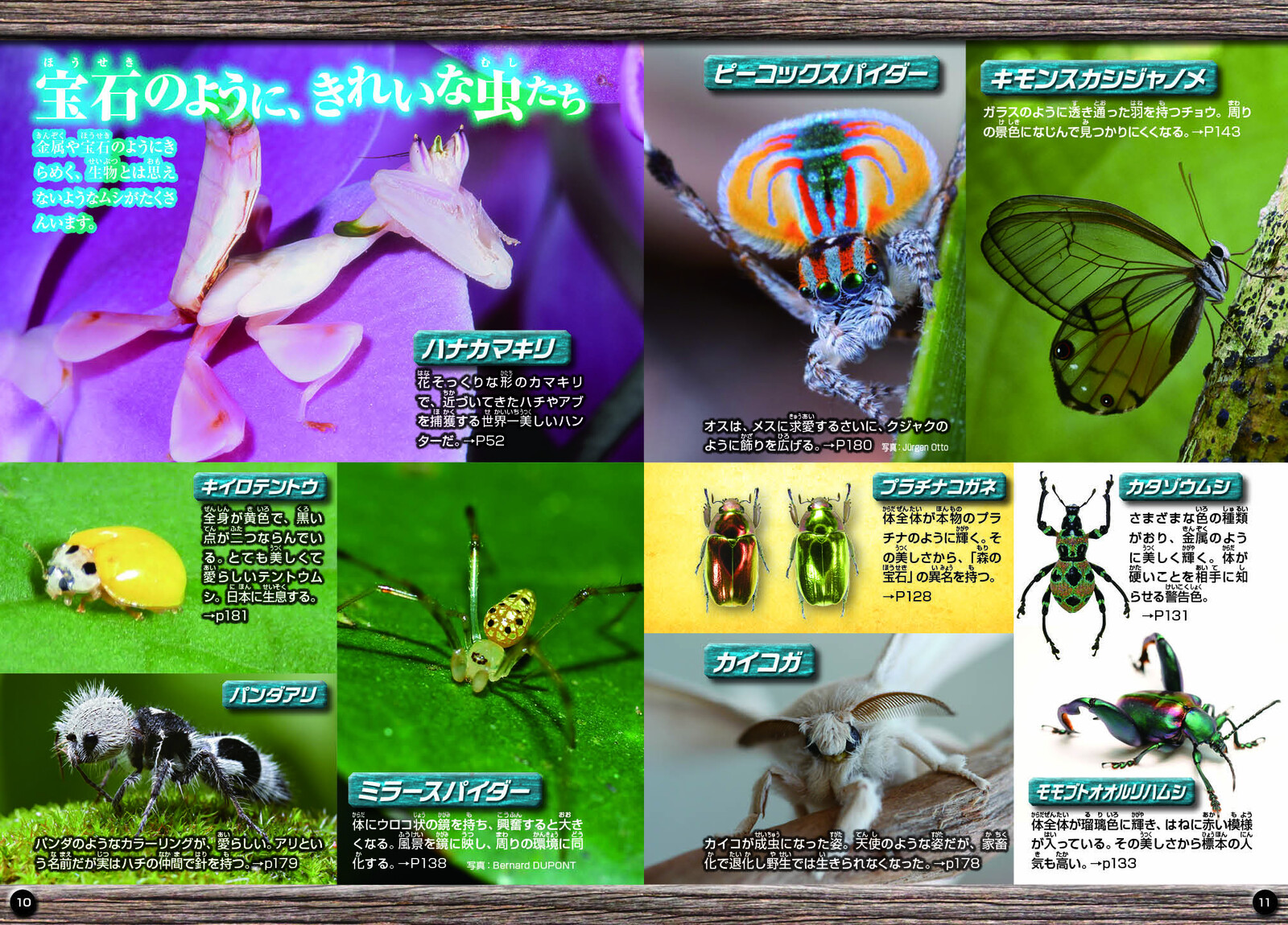 昆虫 超最驚図鑑の商品ページ 卸 仕入れサイト スーパーデリバリー