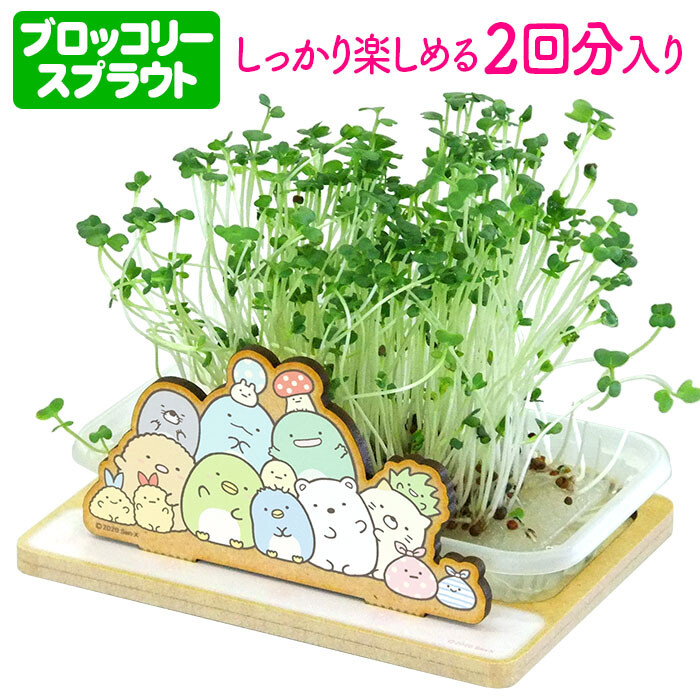 スプラウト栽培キット すみっコぐらし ブロッコリー の商品ページ 卸 仕入れサイト スーパーデリバリー