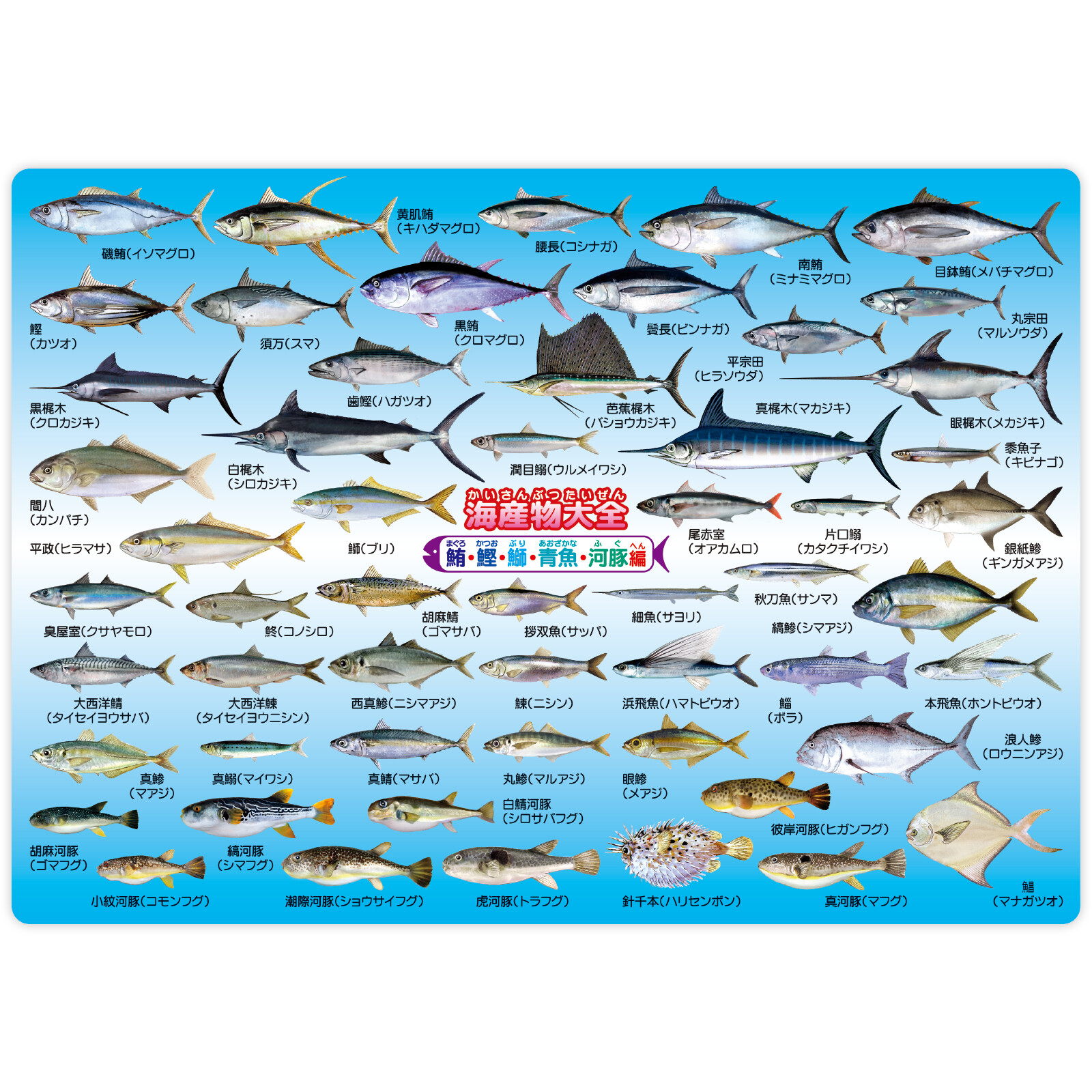 海産物大全 鮪 鰹 鰤 青魚 河豚編 下敷きの商品ページ 卸 仕入れサイト スーパーデリバリー 海産物大全 鮪 鰹 鰤 青魚 河豚編 下敷きの商品ページ 卸 仕入れサイト スーパーデリバリー