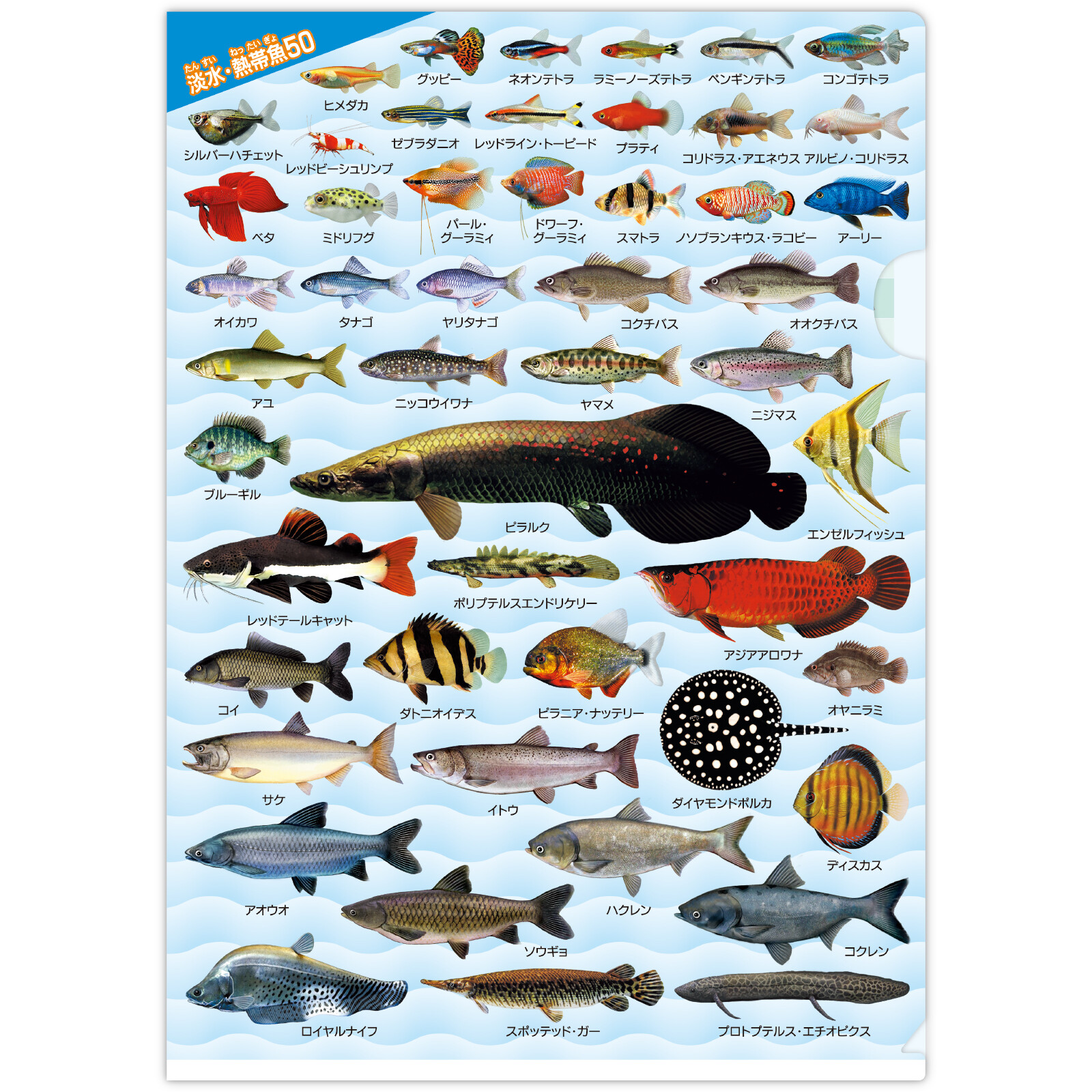 淡水 熱帯魚大全 クリアファイルの商品ページ 卸 仕入れサイト スーパーデリバリー