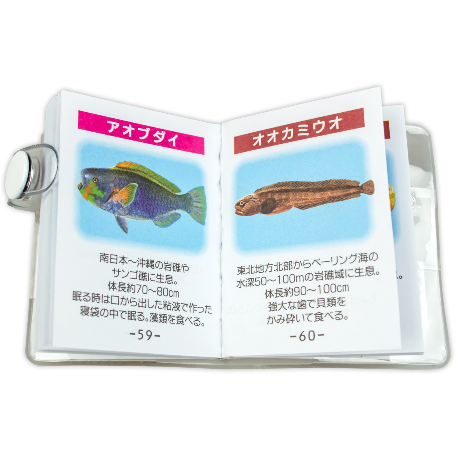 魚のマメ辞典i Iiの商品ページ 卸 仕入れサイト スーパーデリバリー