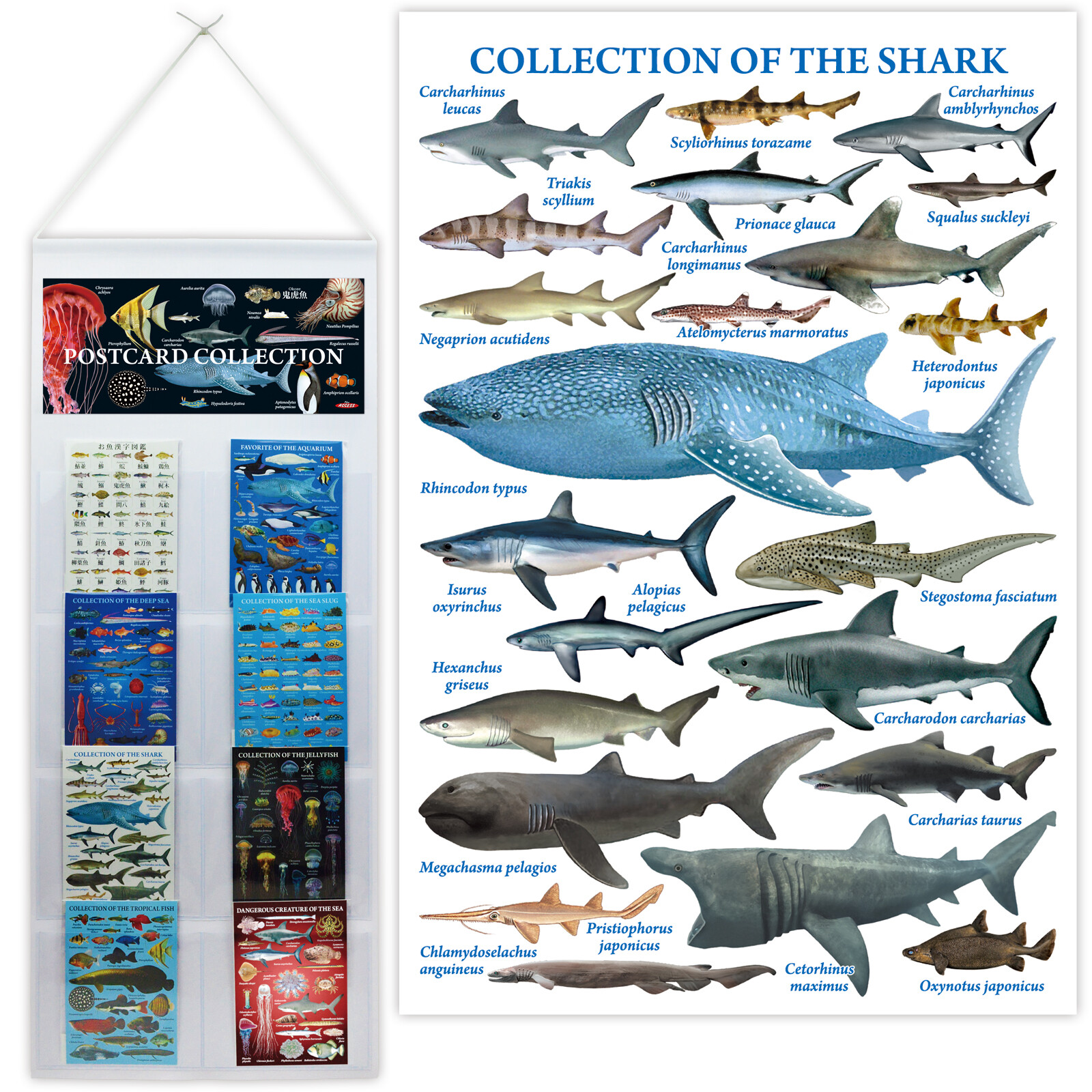 ポストカード 鮫の商品ページ 卸 仕入れサイト スーパーデリバリー
