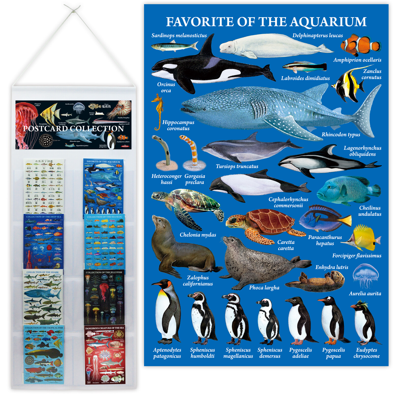 ポストカード 水族館の人気者の商品ページ 卸 仕入れサイト スーパーデリバリー