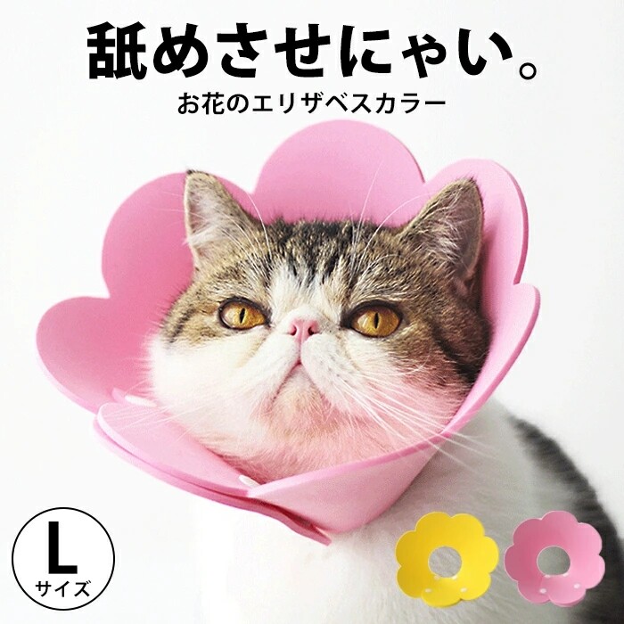 新作ハロウィン エリザベスカラー Lサイズ ラッパ型 犬 猫 J4yyra478の商品ページ 卸 仕入れサイト スーパーデリバリー 新作ハロウィン エリザベスカラー Lサイズ ラッパ型 犬 猫 J4yyra478の商品ページ 卸 仕入れサイト スーパーデリバリー