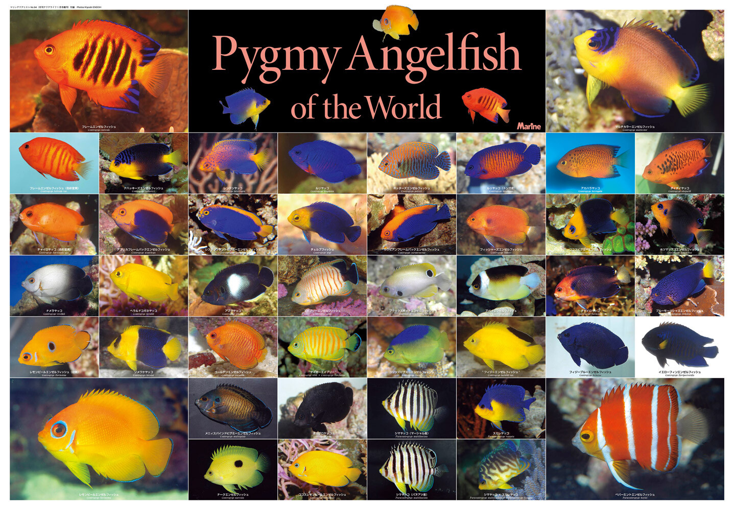 Animal Book Import Japanese Products At Wholesale Prices Super Delivery Animal Book Import Japanese Products At Wholesale Prices Super Delivery