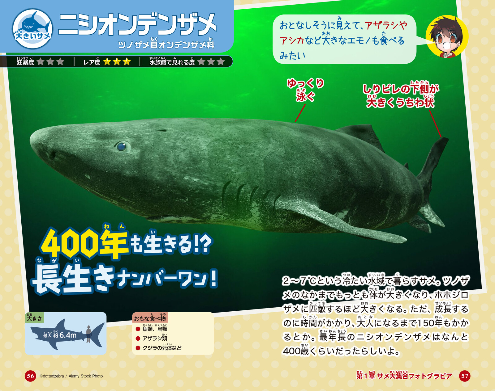 はじめてのサメ図鑑の商品ページ 卸 仕入れサイト スーパーデリバリー はじめてのサメ図鑑の商品ページ 卸 仕入れサイト スーパーデリバリー