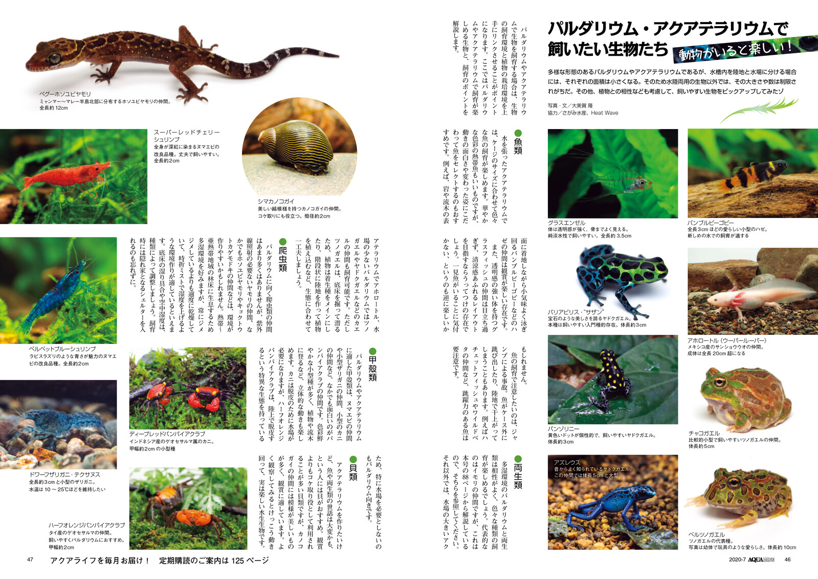月刊アクアライフ 年 07月号 パルダリウムとアクアテラリウム3の商品ページ 卸 仕入れサイト スーパーデリバリー 月刊アクアライフ 年 07月号 パルダリウムとアクアテラリウム3の商品ページ 卸 仕入れサイト スーパーデリバリー