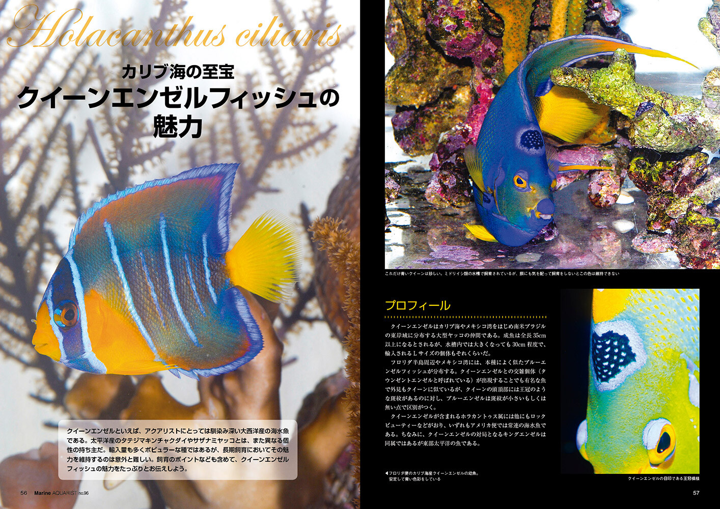 Animal Book Import Japanese Products At Wholesale Prices Super Delivery
