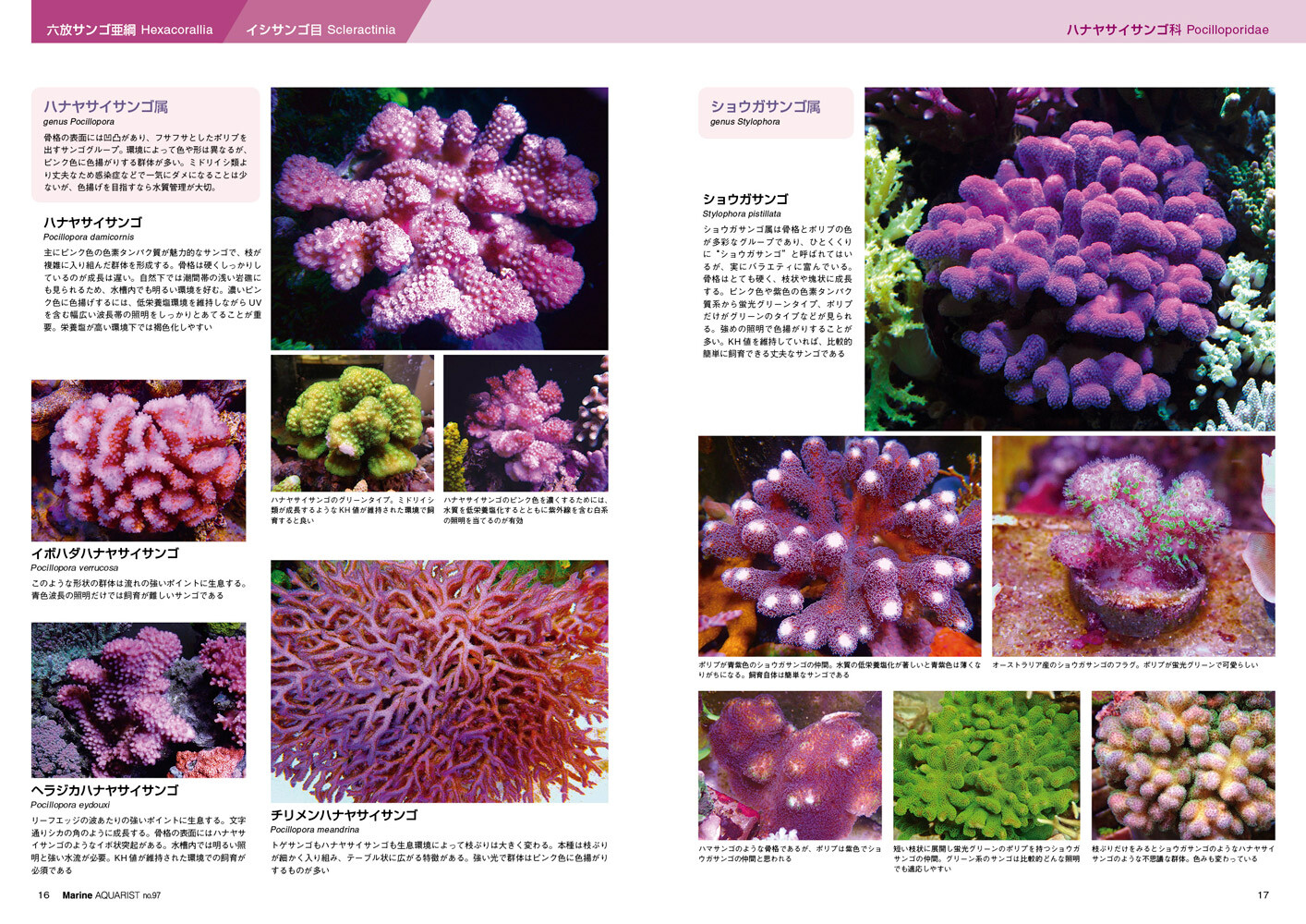Animal Book Import Japanese Products At Wholesale Prices Super Delivery Animal Book Import Japanese Products At Wholesale Prices Super Delivery