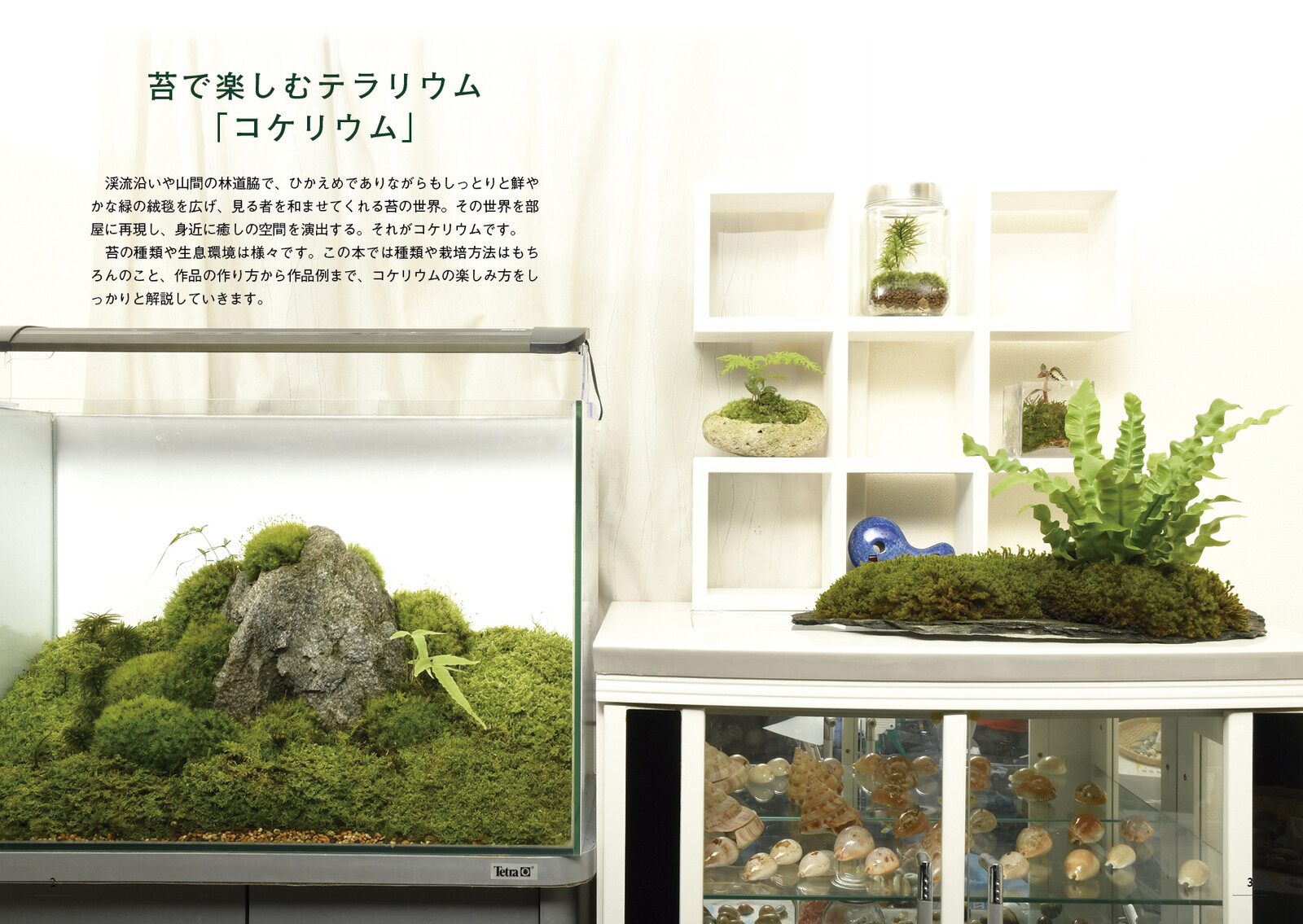 Terrarium To Enjoy With Moss Import Japanese Products At Wholesale Prices Super Delivery Terrarium To Enjoy With Moss Import Japanese Products At Wholesale Prices Super Delivery