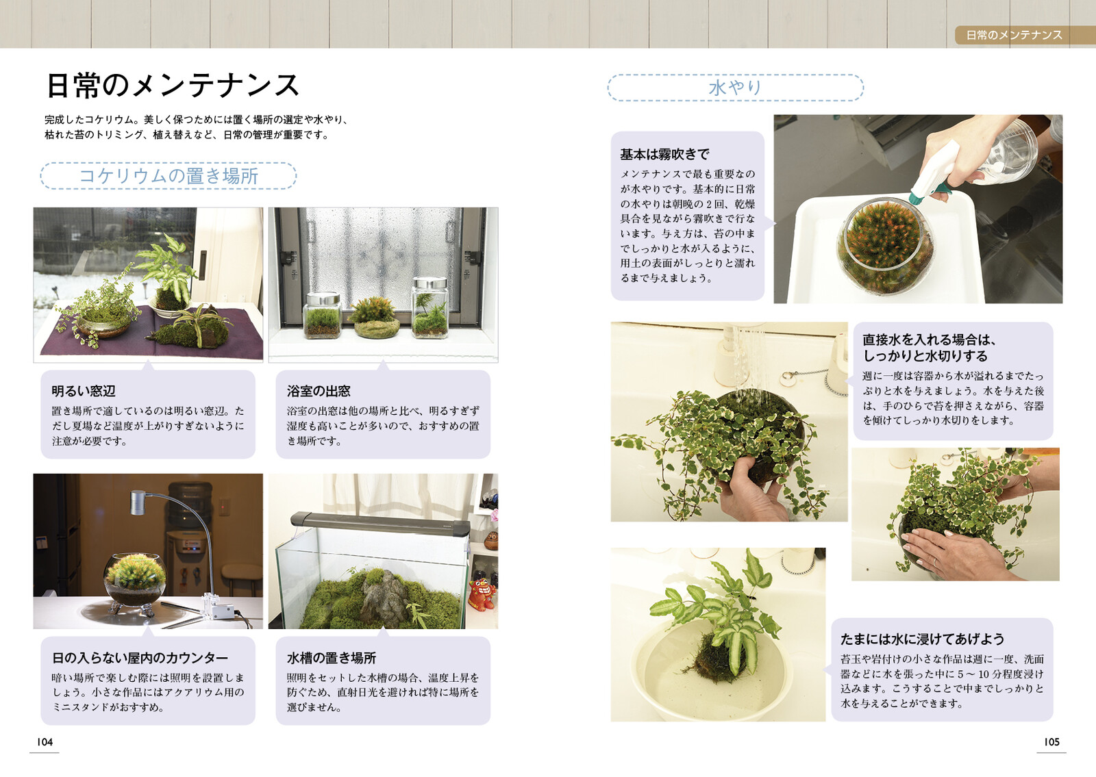 Terrarium To Enjoy With Moss Import Japanese Products At Wholesale Prices Super Delivery