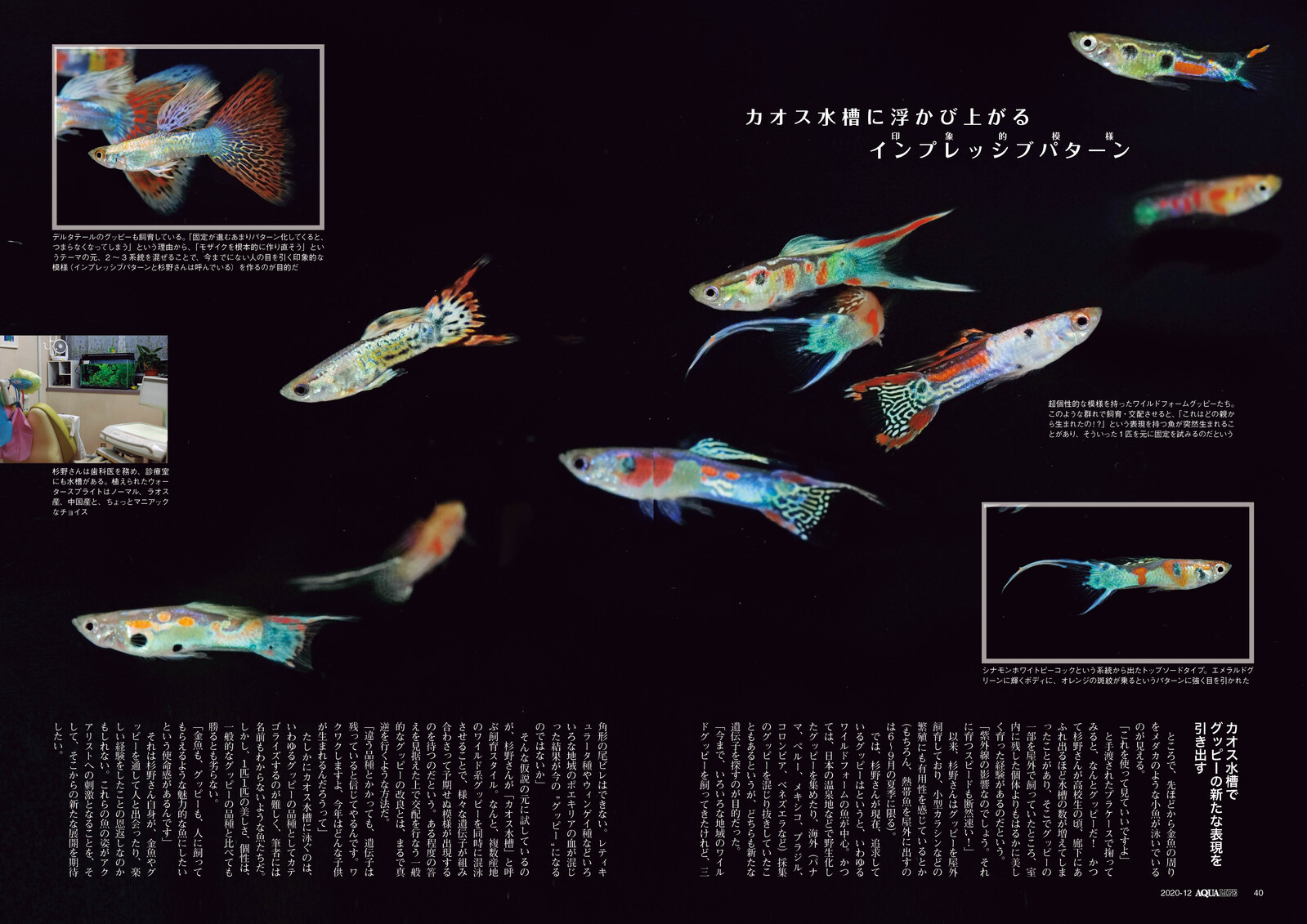 Animal Book Import Japanese Products At Wholesale Prices Super Delivery