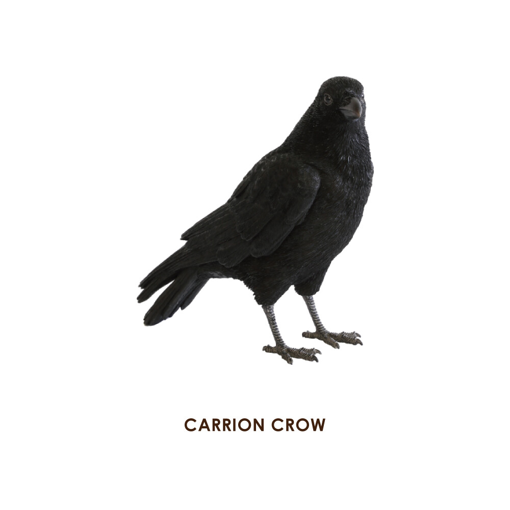 Popular Real Animal Piggy Bank Pet Bank Pet Bank Black Crow Import Japanese Products At Wholesale Prices Super Delivery Popular Real Animal Piggy Bank Pet Bank Pet Bank Black Crow Import Japanese Products At Wholesale Prices Super Delivery