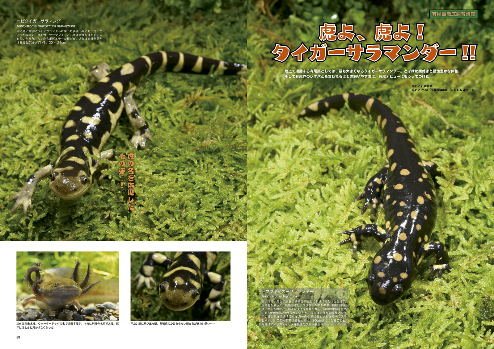 Animal Book Import Japanese Products At Wholesale Prices Super Delivery Animal Book Import Japanese Products At Wholesale Prices Super Delivery