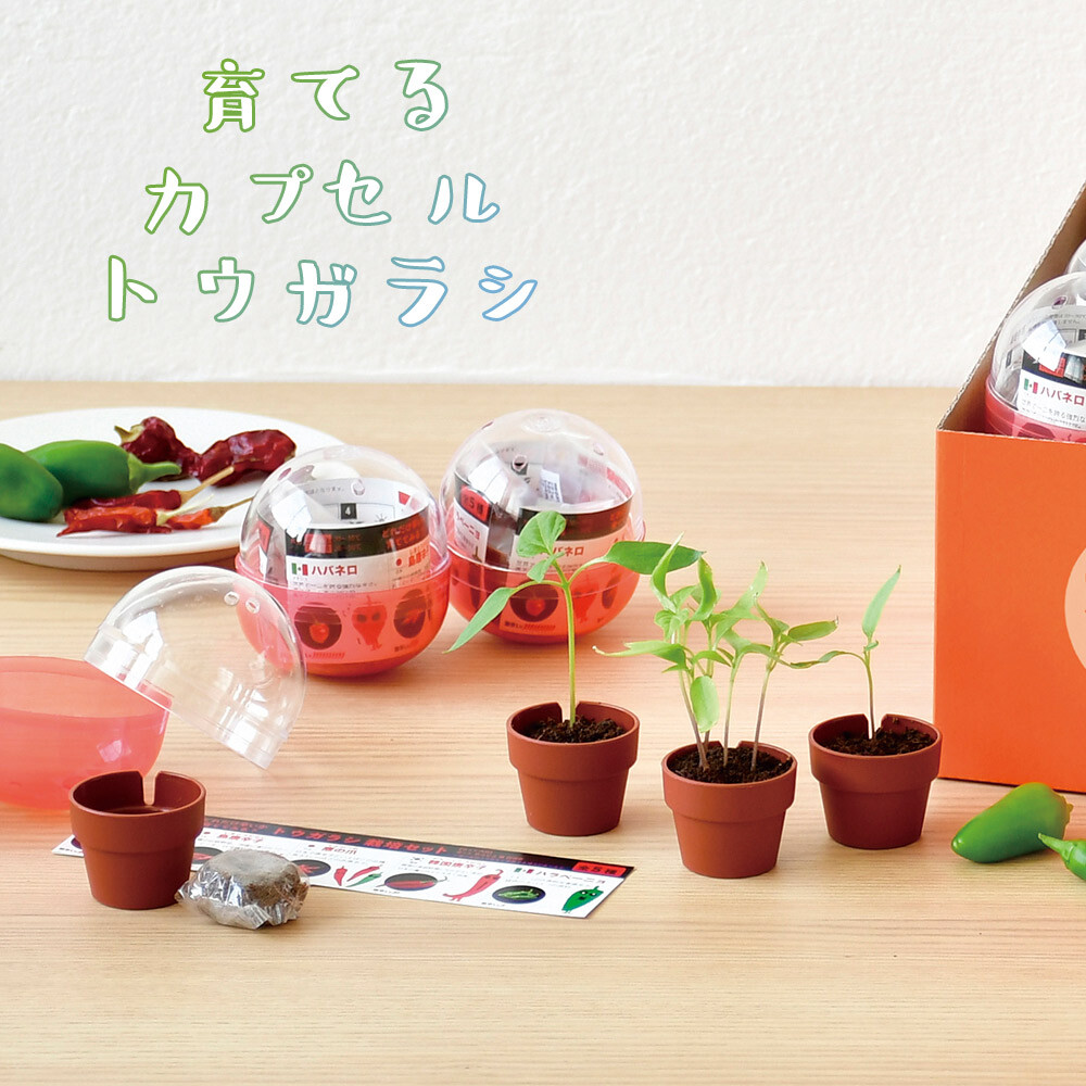 育てるカプセルトウガラシ 栽培セット の商品ページ 卸 仕入れサイト スーパーデリバリー 育てるカプセルトウガラシ 栽培セット の商品ページ 卸 仕入れサイト スーパーデリバリー