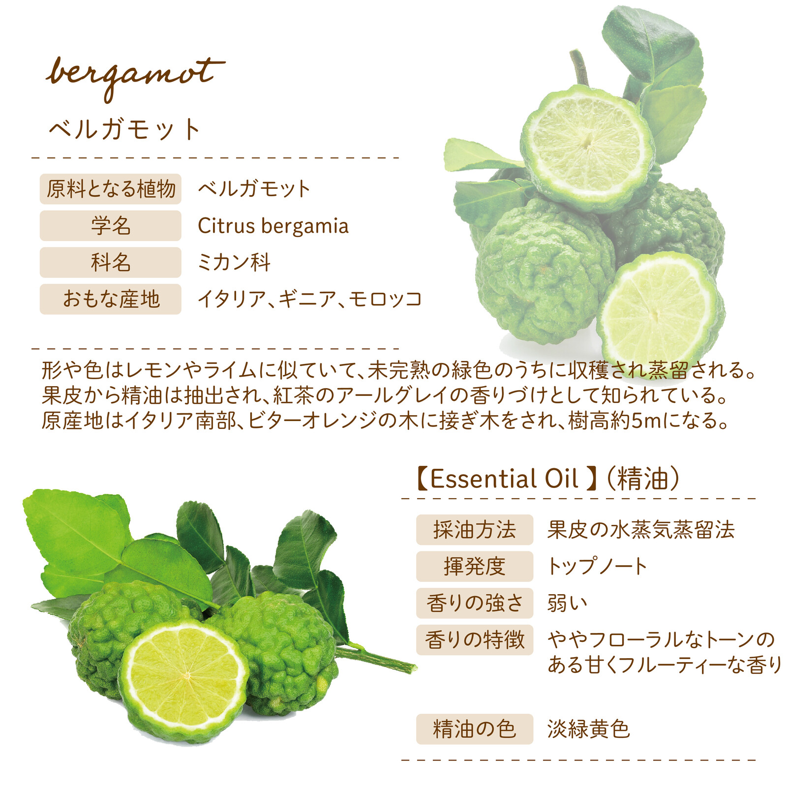 Botanical Lab アロマ 精油 エッセンシャルオイル セラピーグレード 10ml ベルガモットの商品ページ 卸 仕入れサイト スーパーデリバリー Botanical Lab アロマ 精油 エッセンシャルオイル セラピーグレード 10ml ベルガモットの商品ページ 卸 仕入れサイト スーパーデリバリー