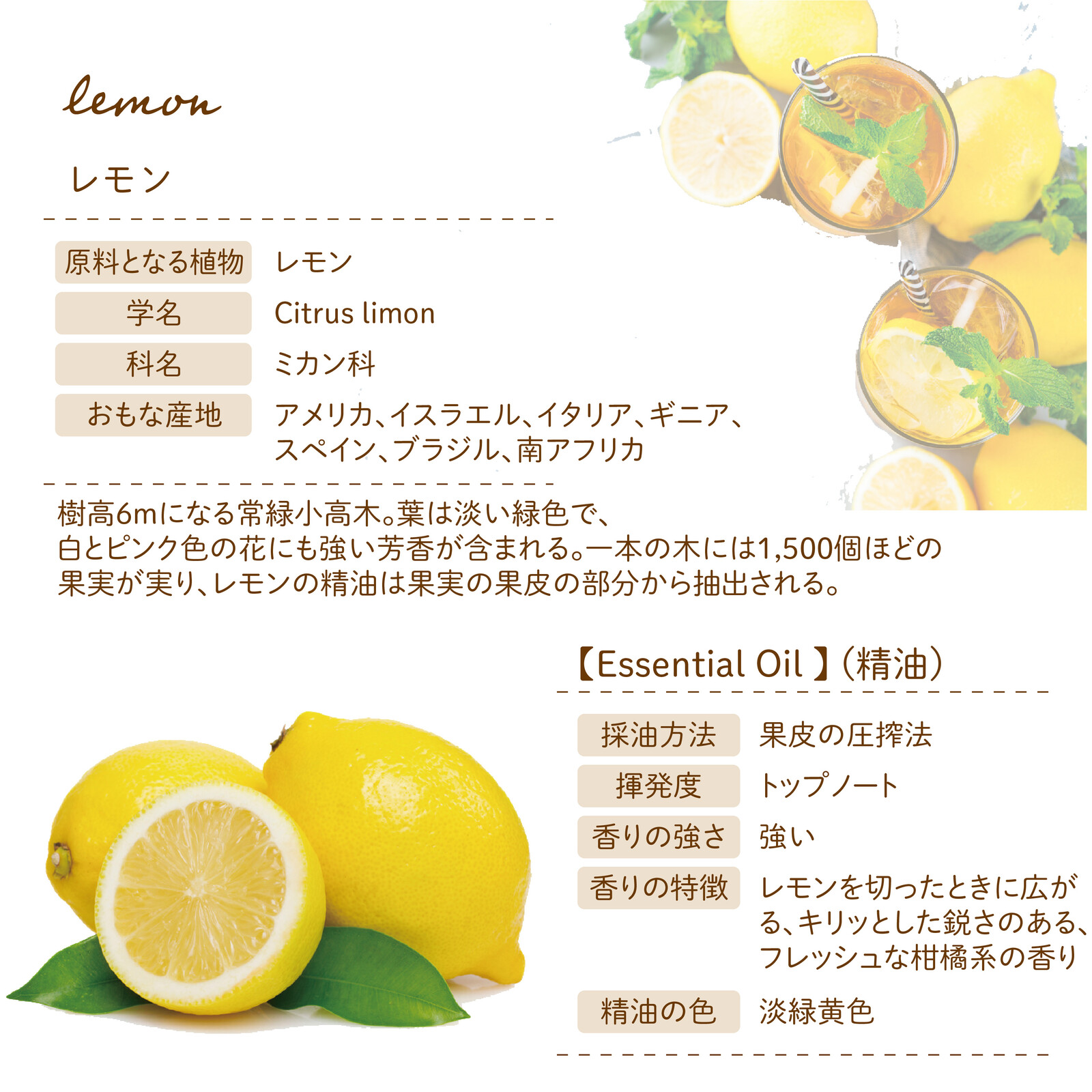 Botanical Lab アロマ 精油 エッセンシャルオイル セラピーグレード 10ml レモンの商品ページ 卸 仕入れサイト スーパーデリバリー Botanical Lab アロマ 精油 エッセンシャルオイル セラピーグレード 10ml レモンの商品ページ 卸 仕入れサイト スーパーデリバリー