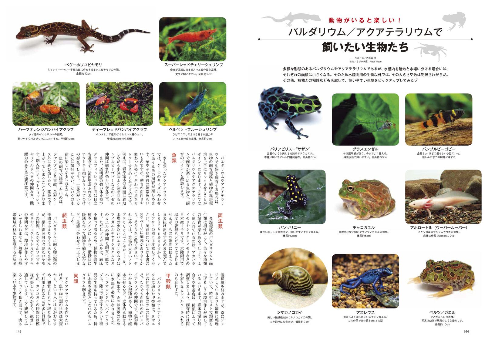 パルダリウムとアクアテラリウム アクアライフ合本 の商品ページ 卸 仕入れサイト スーパーデリバリー パルダリウムとアクアテラリウム アクアライフ合本 の商品ページ 卸 仕入れサイト スーパーデリバリー