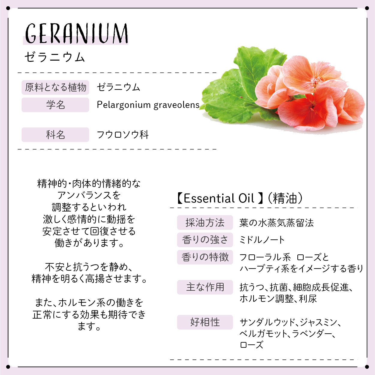 Botanical Lab アロマオイル セラピーグレード 3本セット リラクゼーション にの商品ページ 卸 仕入れサイト スーパーデリバリー Botanical Lab アロマオイル セラピーグレード 3本セット リラクゼーション にの商品ページ 卸 仕入れサイト スーパーデリバリー