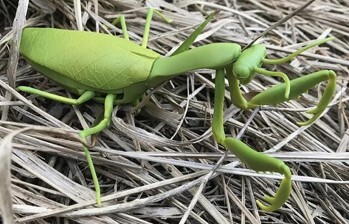 カマキリ バッタ ラジコン おうちあそびの商品ページ 卸 仕入れサイト スーパーデリバリー