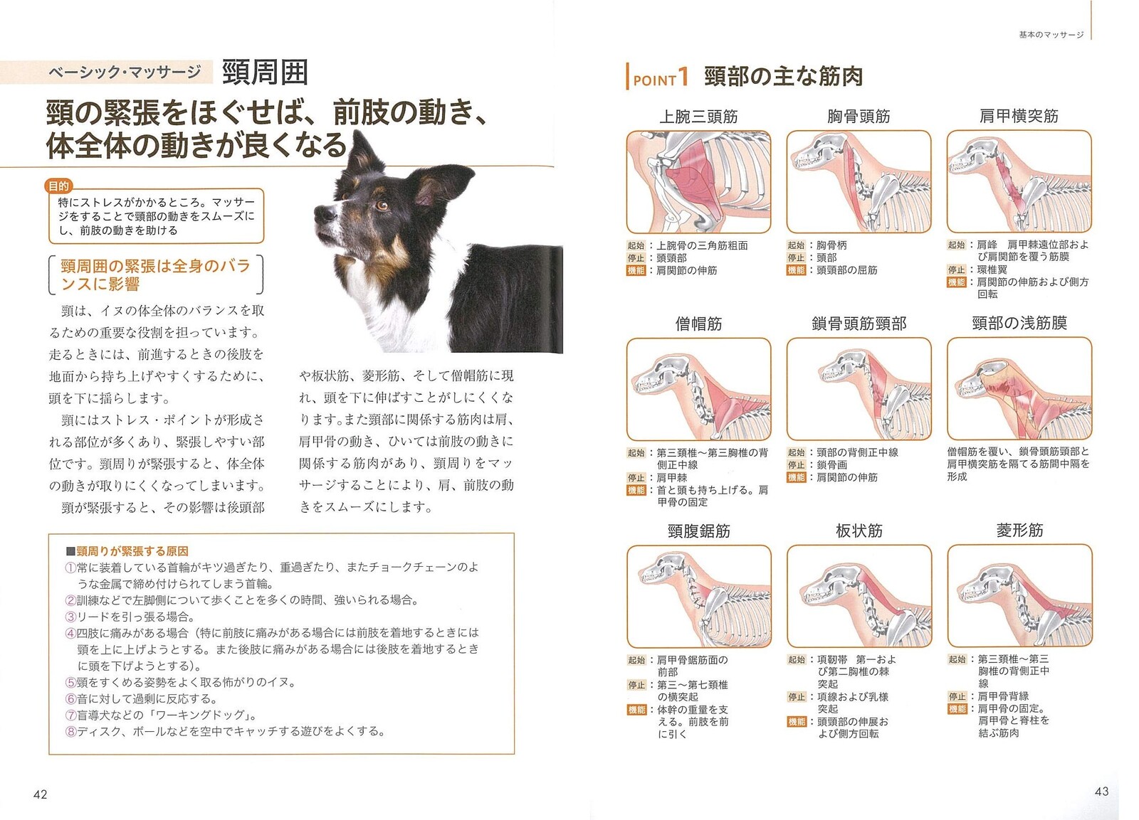 ドッグマッサージ 実践テクニックbook この一冊で基本から応用までの商品ページ 卸 仕入れサイト スーパーデリバリー