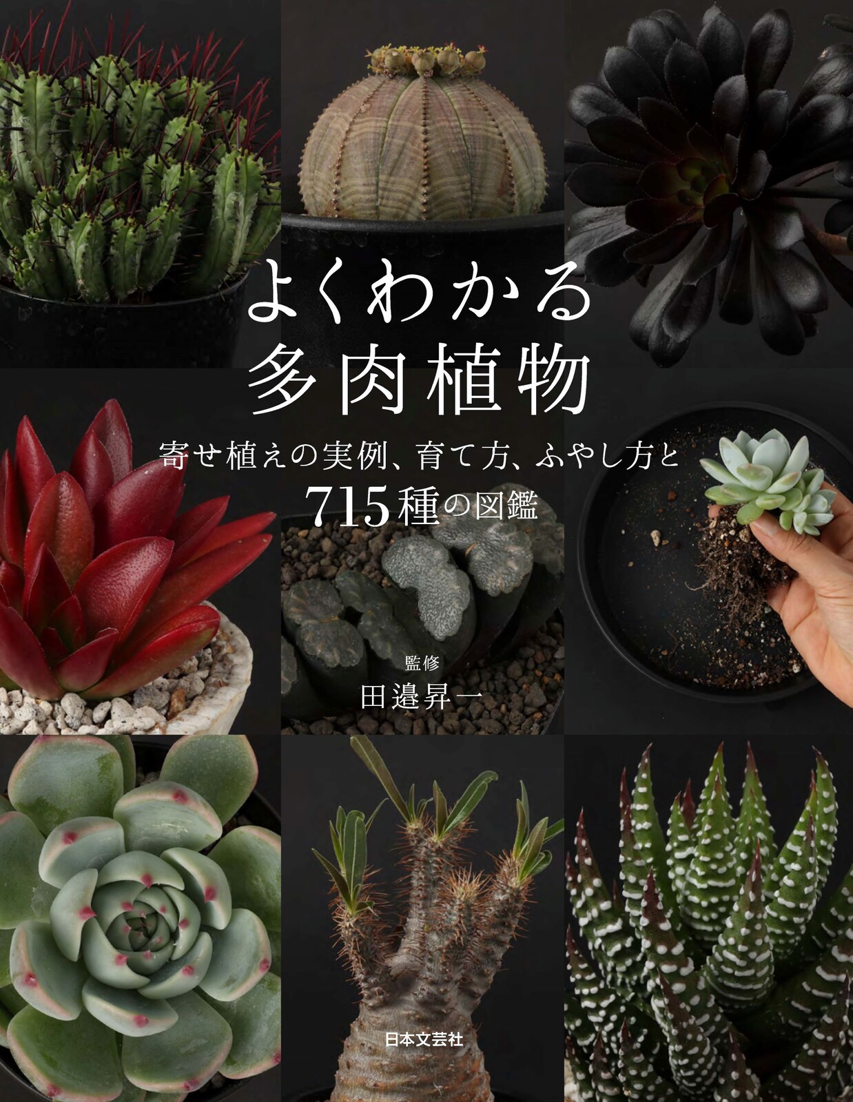 Succulents Import Japanese Products At Wholesale Prices Super Delivery