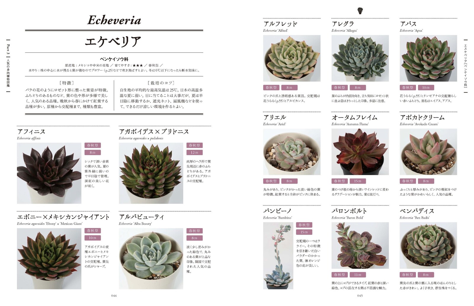 Succulents Import Japanese Products At Wholesale Prices Super Delivery