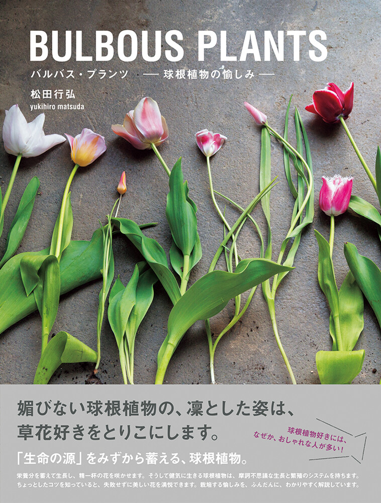 Bulbous Plants Import Japanese Products At Wholesale Prices Super Delivery