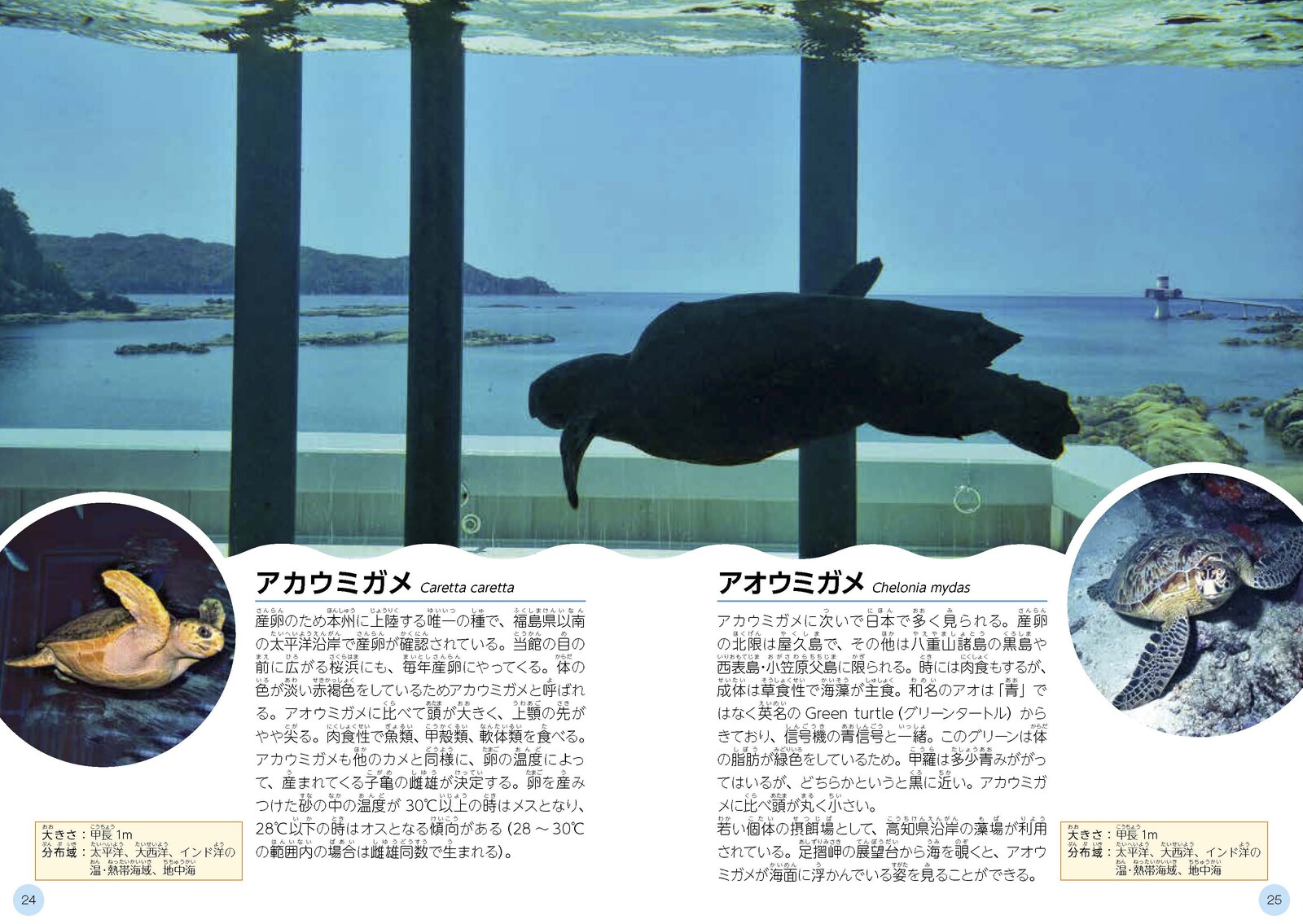 Sea Guide Book Import Japanese Products At Wholesale Prices Super Delivery